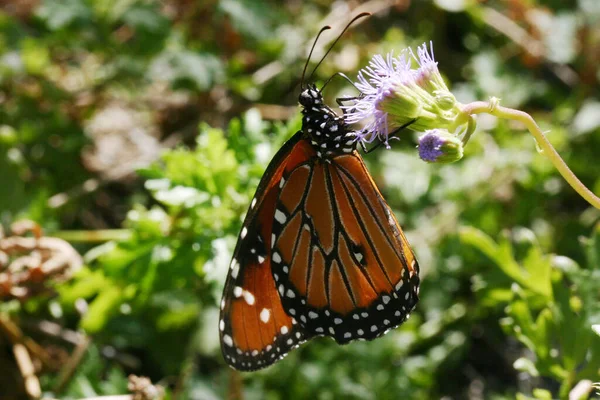 蝶や野生の概念を閉じ込め — ストック写真