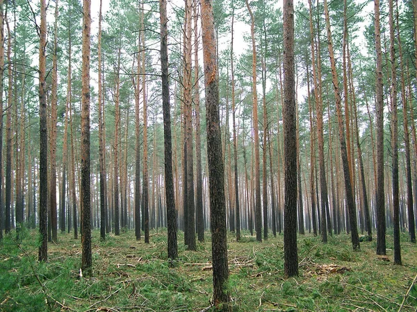 Árvores Florestais Flora Natureza — Fotografia de Stock