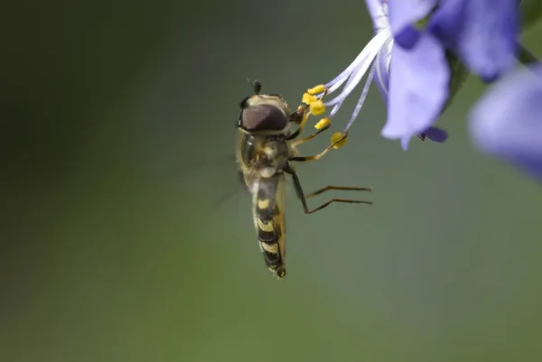 蜜に虫を飲み — ストック写真