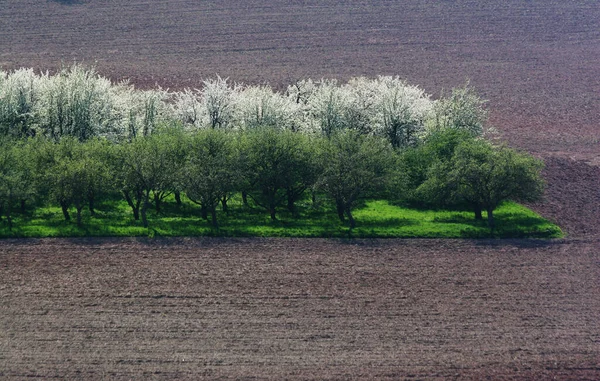 Beautiful View Nature — Stock Photo, Image