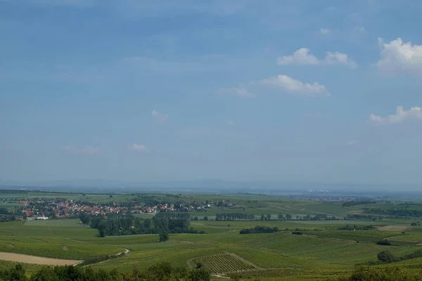 Виноградарство Флора Сільській Місцевості — стокове фото