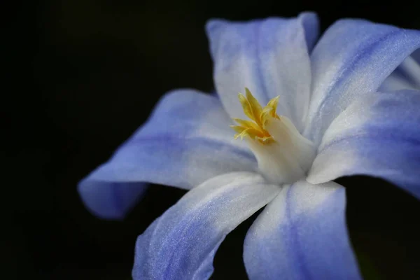 Piękne Botaniczne Ujęcie Naturalna Tapeta — Zdjęcie stockowe