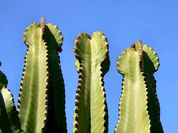 Rośliny Tropikalne Flora Botaniczna Kaktusy — Zdjęcie stockowe