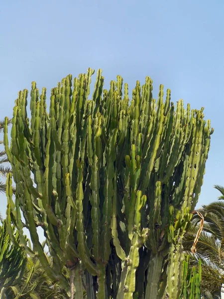 Tropická Rostlina Kaktus Botanická Flóra — Stock fotografie