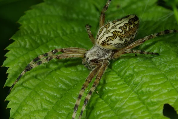 Cross Spider Creepy Spider Insect — Stock Photo, Image