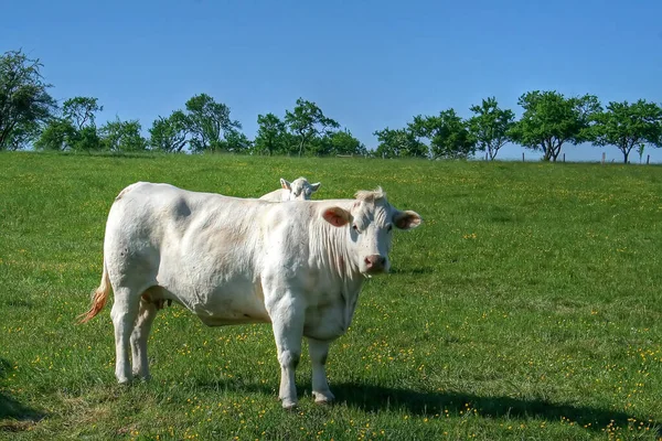 Different Animals Selective Focus — Stock Photo, Image