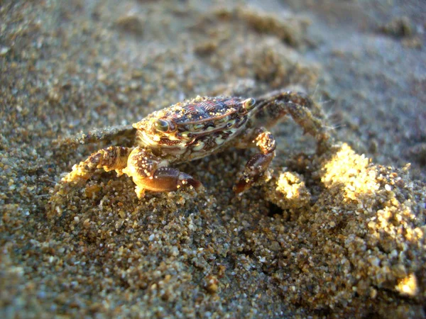 Goede Camouflage Alles — Stockfoto