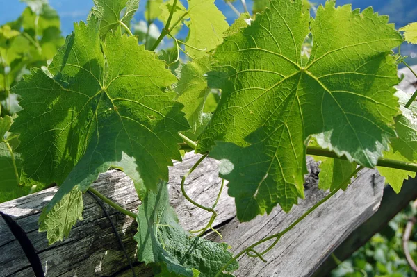 Uvas Que Crecen Viñedo — Foto de Stock