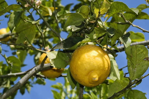 Lemon Tree Ripe Fruit — Stock Photo, Image