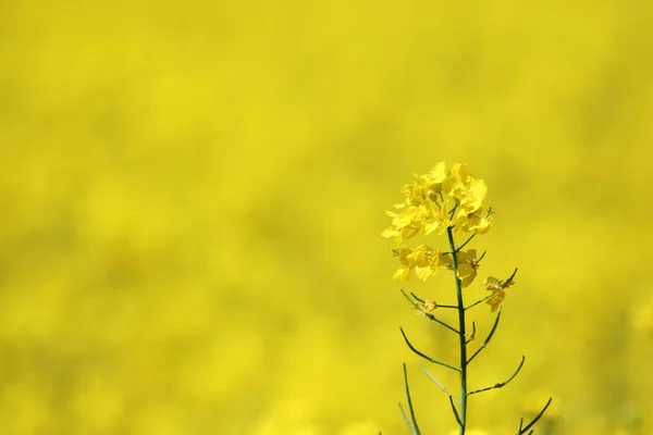 Hermosas Flores Fondo Concepto Floral — Foto de Stock