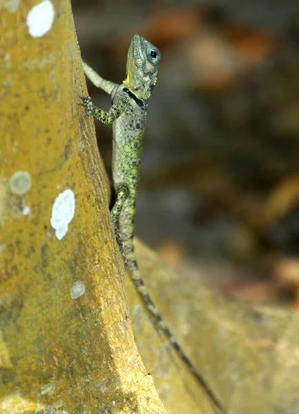 Primer Plano Lagarto Hábitat Concepto Salvajismo — Foto de Stock