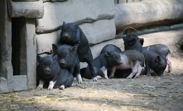 Großaufnahme Von Tier Zoo — Stockfoto