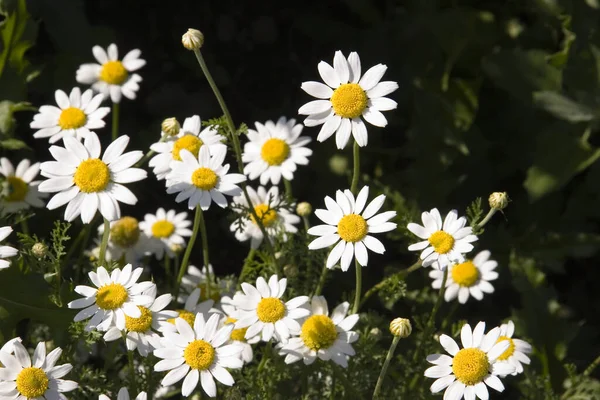 Heřmánku Květiny Okvětní Lístky Polní Flóra — Stock fotografie