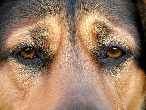 Retrato Lindo Perro — Foto de Stock