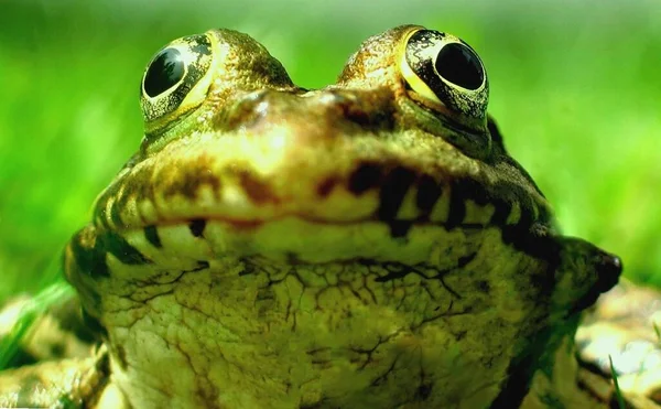 Ließ Mich Nicht Näher Ran Ich Glaube Ich War Eine — Stockfoto