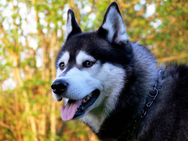 Porträt Eines Süßen Hundes — Stockfoto