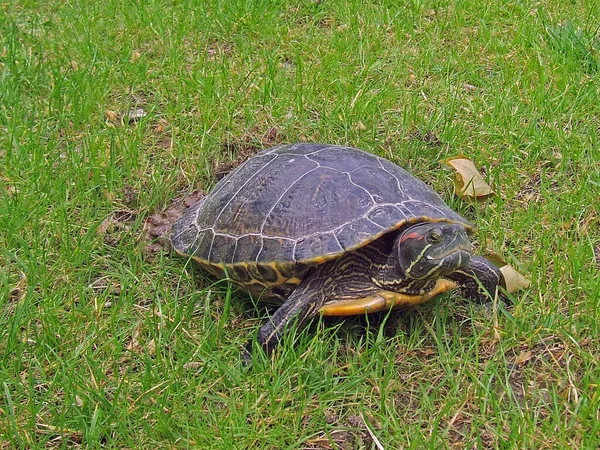 Kaplumbağa Sürüngen Hayvan Kertenkele — Stok fotoğraf