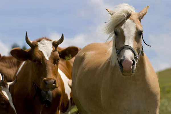 Hier Ben Baas — Stockfoto