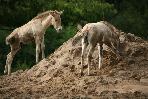 Caballos Aire Libre Durante Día —  Fotos de Stock