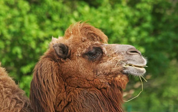 Animal Camelo Fauna Natural — Fotografia de Stock