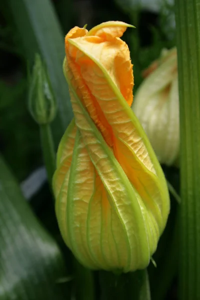 Piękne Botaniczne Ujęcie Naturalna Tapeta — Zdjęcie stockowe