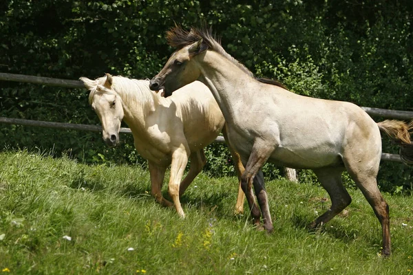 Lovak Nappal Szabadban — Stock Fotó