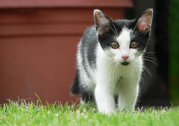 Ritratto Gatto Carino — Foto Stock