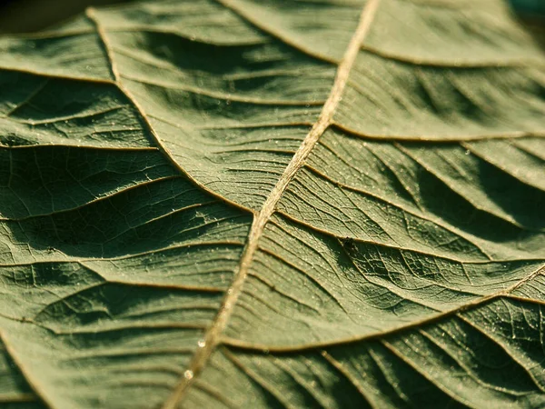 Лист Авокадо Зеленая Флора Зеленая Флора — стоковое фото