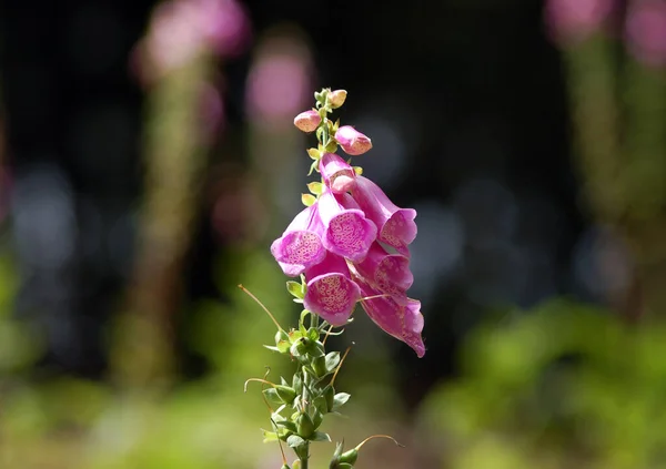 Foxglove Cloches Fleurs Flore — Photo