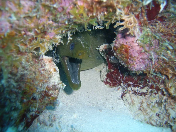 Moray Fish Węgorz Morski Wodach Głębinowych — Zdjęcie stockowe