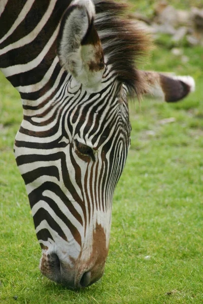 縞模様のゼブラ動物哺乳類 — ストック写真