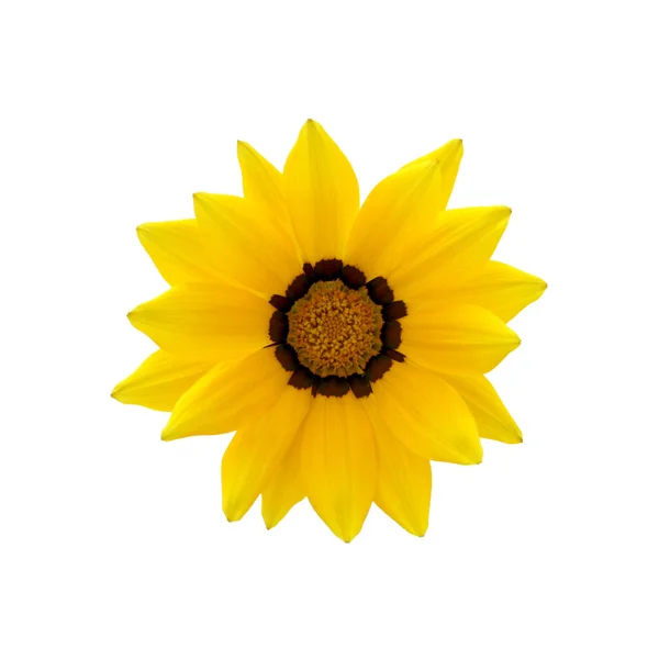 Желтый Цветок Белом Фоне — стоковое фото