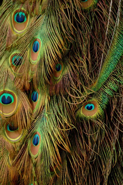 Peacock Bird Páví Peří — Stock fotografie