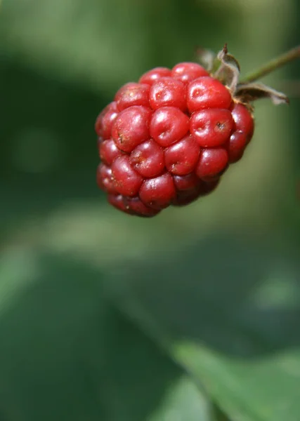 Reife Rote Himbeeren Strauch — Stockfoto