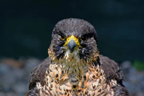 Vacker Utsikt Över Vacker Falk Naturen — Stockfoto