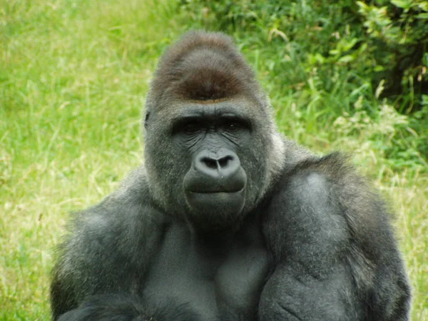 動物園での動物の閉鎖 — ストック写真