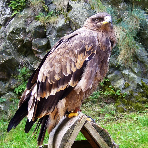 Vue Panoramique Bel Oiseau Nature — Photo