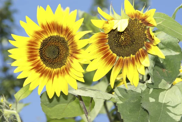 Gelbe Blütenblätter Von Sonnenblumen — Stockfoto