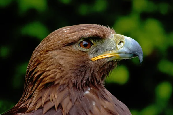 Vista Panorámica Del Majestuoso Águila Real Naturaleza Salvaje —  Fotos de Stock