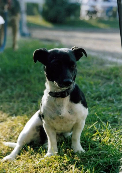 Portrait Chien Mignon — Photo