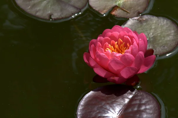 Close Uitzicht Mooie Waterlelie — Stockfoto