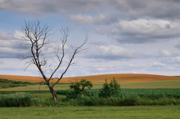 Mrtvý Strom Přírodní Flóra — Stock fotografie