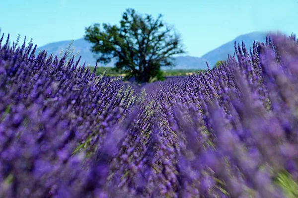 Lavande Provence France — Photo
