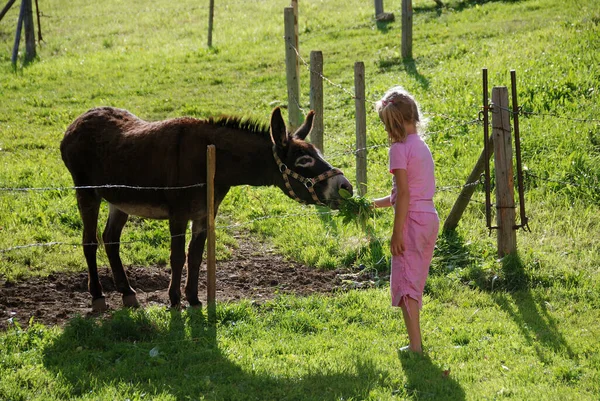 Klein Meisje Een Paard Rijden Een Ezel — Stockfoto