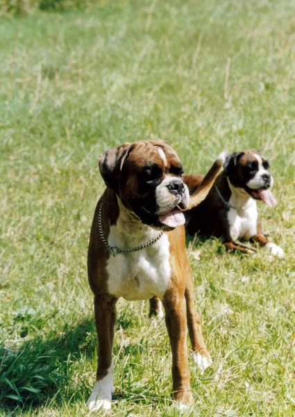 Chien Dans Parc — Photo