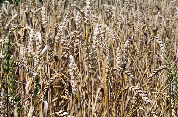 Pohled Kukuřici Zemědělský Koncept — Stock fotografie