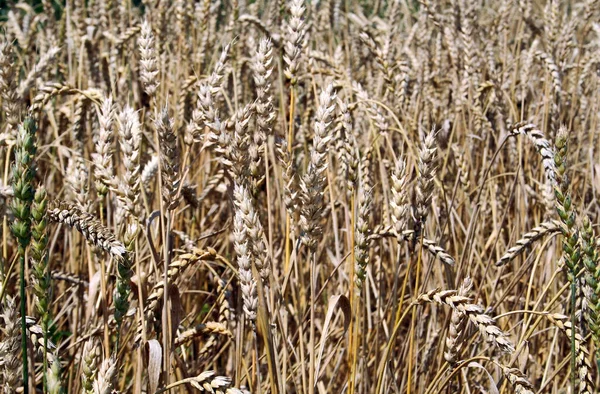 Vista Del Campo Grano Concetto Agricoltura — Foto Stock