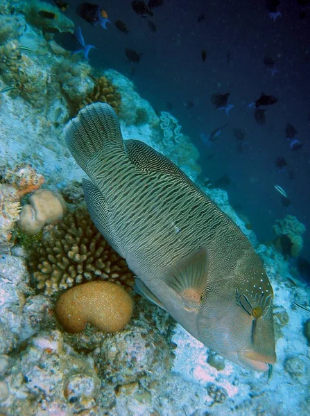 ナポレオンフィッシュは 長さ2メートル 重さ約200キロのリッピ海の家族の中で最大のものです それは少し恥ずかしさを示しており 好奇心が強いので ダイバーに非常に人気があると考えられています — ストック写真