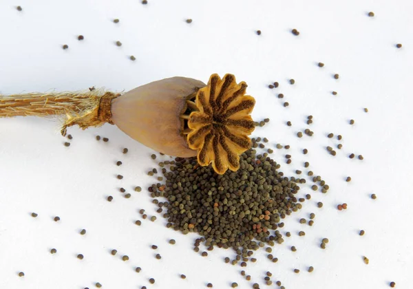 Mohnblumen Kapseln Flora — Stockfoto