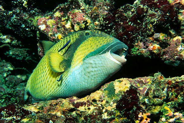 청소부는 청소부 물고기가 수있다 몰디브의 산호초에서는 일반적으로 브루노라고 알려져 있습니다 — 스톡 사진